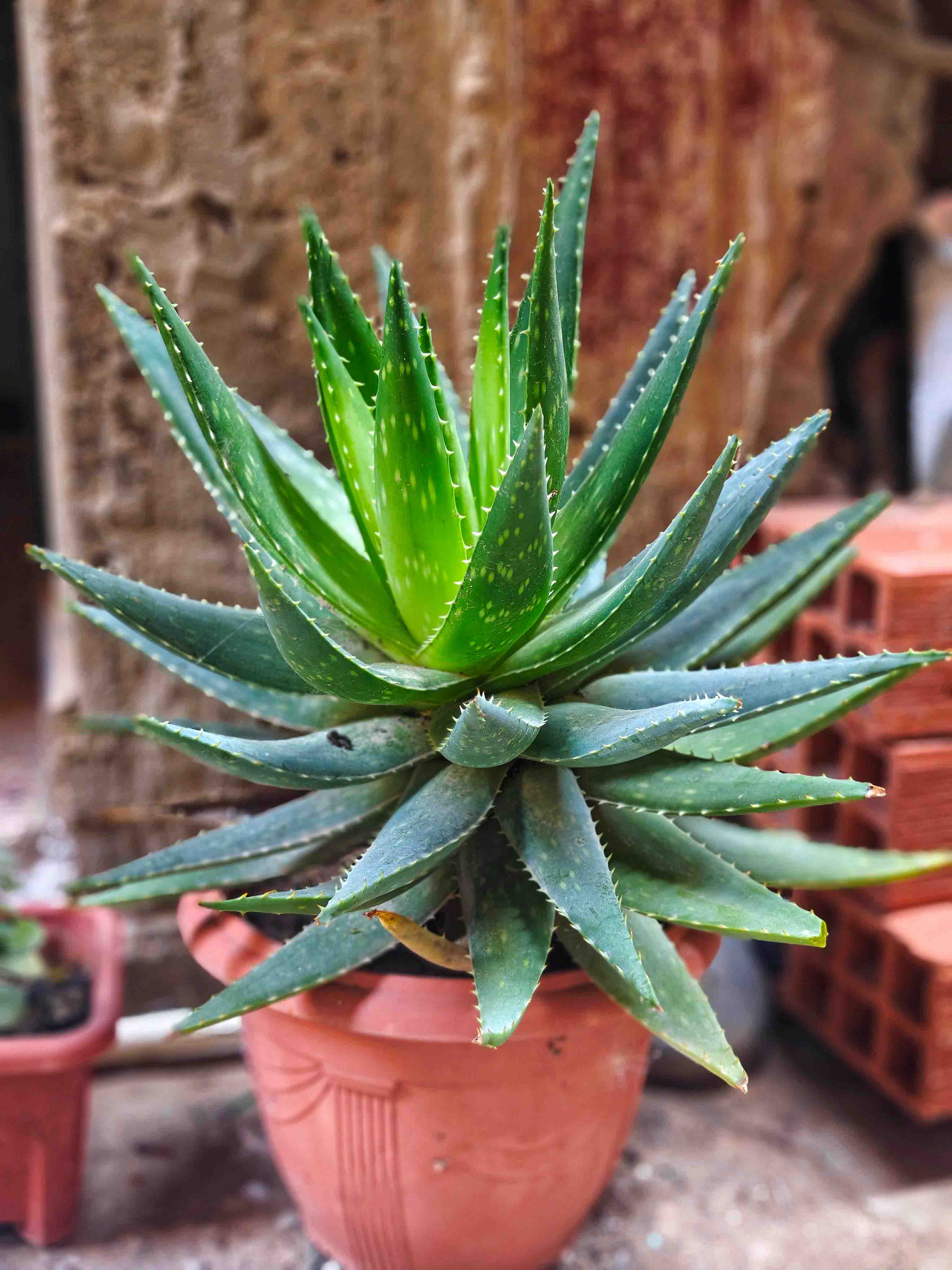 Aloe brevifolia