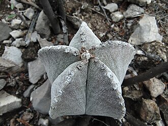 Astrophytum myriostigma
