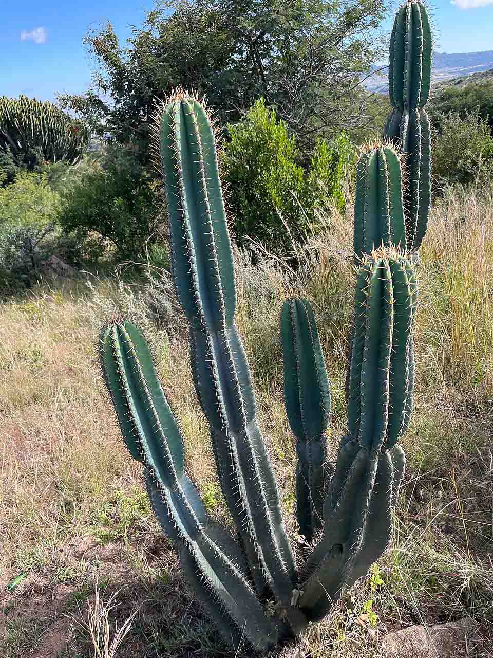 Echinopsis santiaguensis