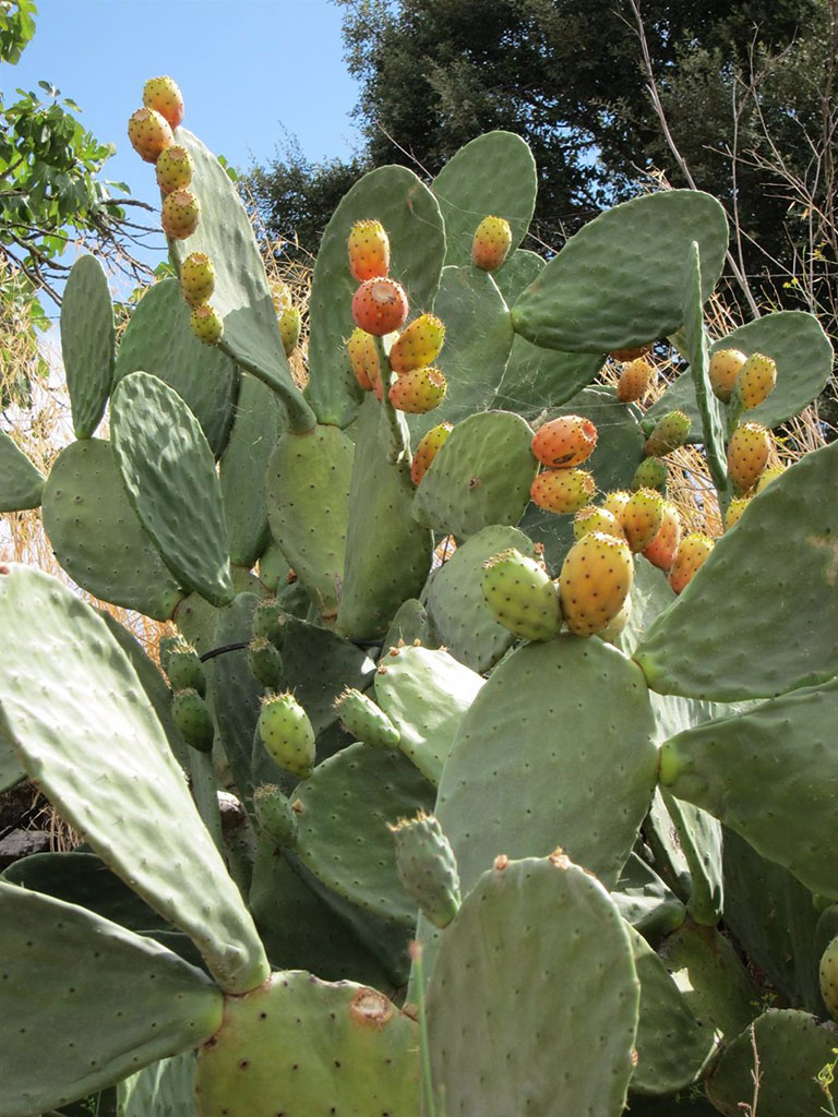 Opuntia ficus-indica